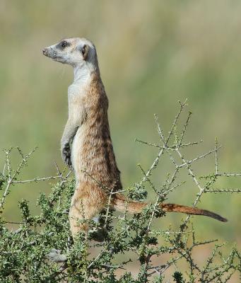 Meerkats use any elevation they can find when standing guard