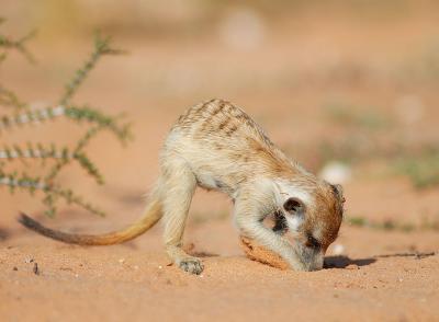 Meerkats are prodigious diggers, even obsessive perhaps