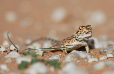 This little agama swallowed a dozen ants while I was watching
