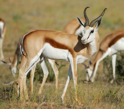 The territorial male springbok is in prime condition, evident by his thick neck muscles and glistening coat