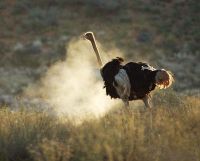 Getting up from a dust bath, this ostrich exudes a cloud that lights up in the last light of the day