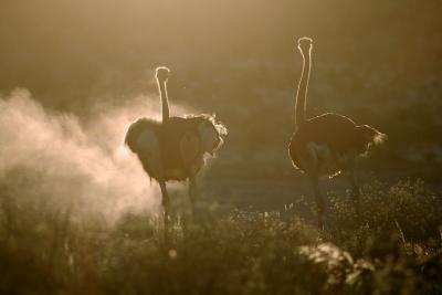 Ostriches shake their wings after a dust bath