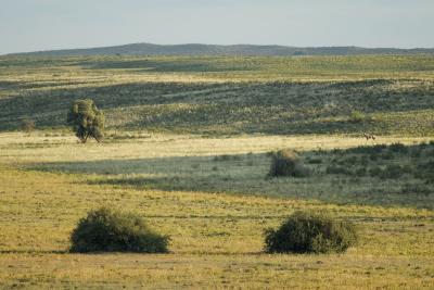 The Kalahari in years with good rains can be a splendid sight