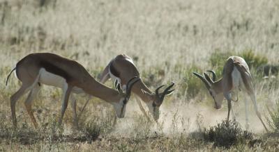 Young male springboks in a three-way tussle