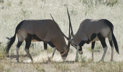 Gemsbok spar frequently. Although the consequences are rarely serious, the intentions always are.