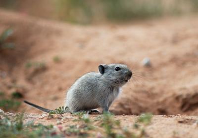 A young whistling rat watches the intruder with great interest
