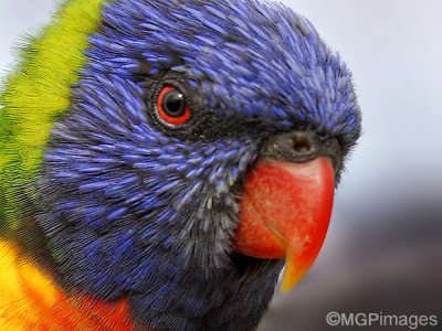 Rainbow Lorikeet