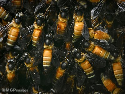 Bees, Munnar, Kerala, India