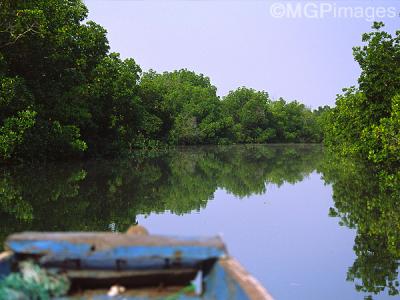 Mangroves, Casamance, Senegal