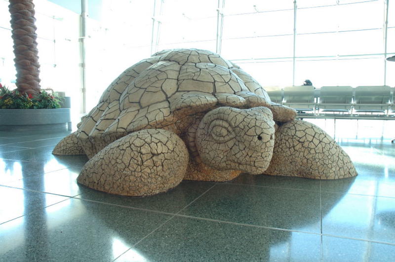 A friendly Terminal D tortoise