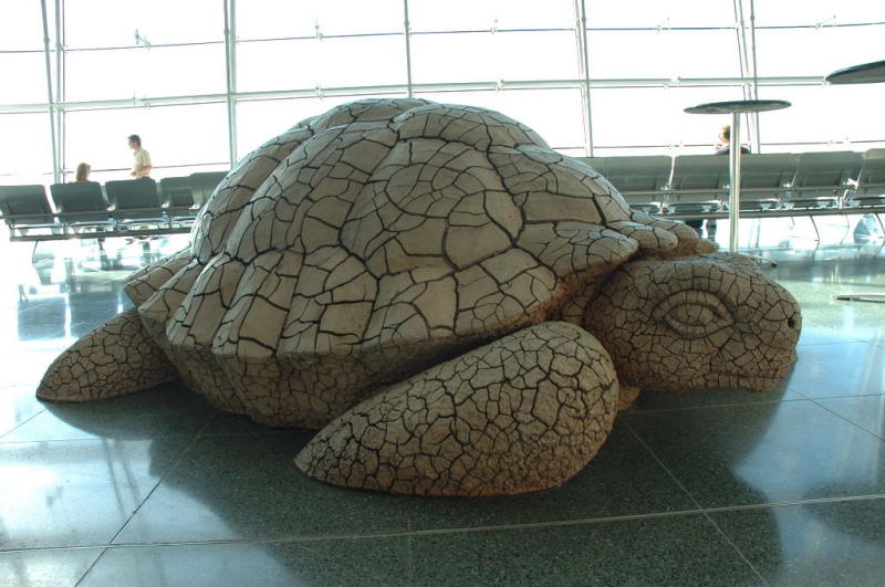 A friendly Terminal D tortoise