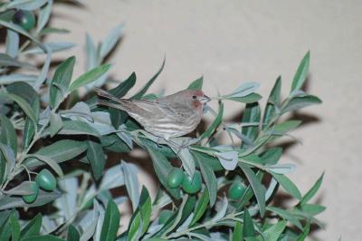 House Finch - original shot