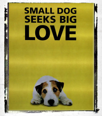 campaign  for the adoption of abandoned dogs