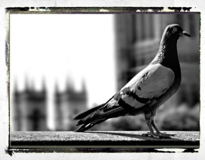 Westminster Abbey