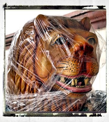 the lion sleeps tonight (wrapped for christmas)  ;)