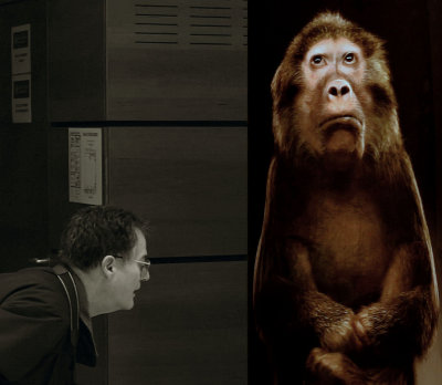 The researcher and the shy monkey