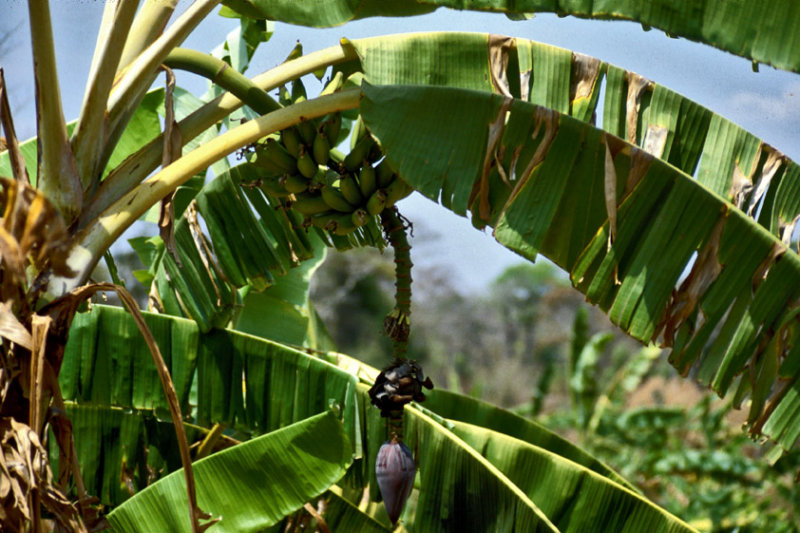 Banana plantation