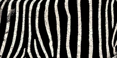 zebra2.pb.jpg