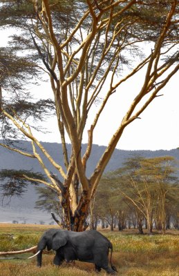 Ngorongor Crater