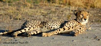 Savuti cheeta