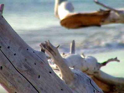 Beached tree on a Barbuda beach