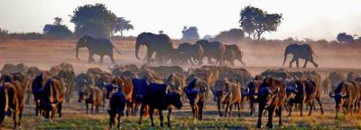 Elephants and buffaloes in Chobe