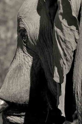 Elephants in Savuti, Botswana