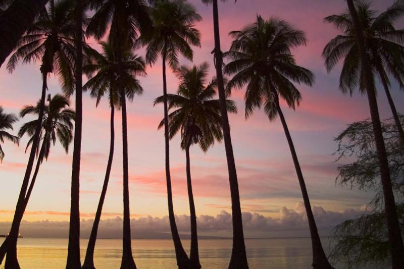 morning palms