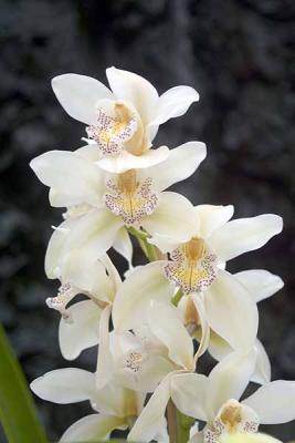 Orchids; Santa Barbara, CA