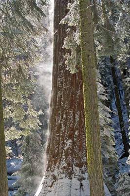 Steaming Trees; Sequoia Nat'l Park, CA