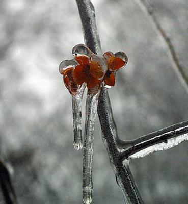 g3/26/622026/3/53584203.wildlifegallerywildlife.jpg