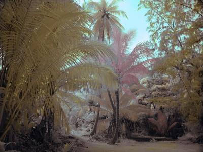  IR hand tint palms