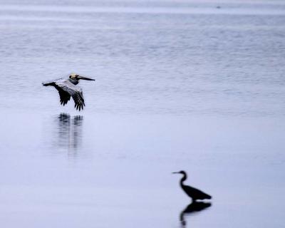 Pelican over Egret