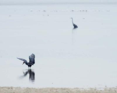 Reddish Egret