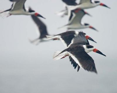 Skimmer Crowd