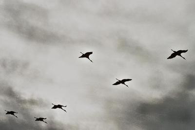 A Flight of Sand Hill Cranes.jpg