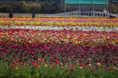 Carlsbad Flower Fields Gallery