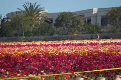 g3/26/634626/3/58103520.20060402CarlsbadFlowerFields005.jpg