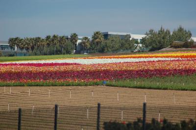 g3/26/634626/3/58103595.20060402CarlsbadFlowerFields012.jpg