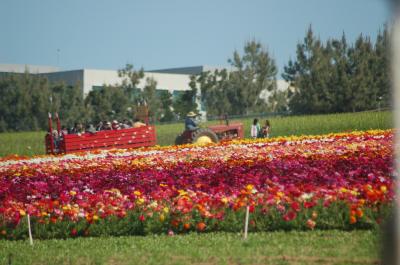 g3/26/634626/3/58103712.20060402CarlsbadFlowerFields009.jpg