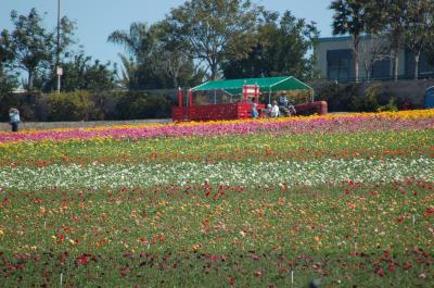 g3/26/634626/3/58103859.20060402CarlsbadFlowerFields015.jpg