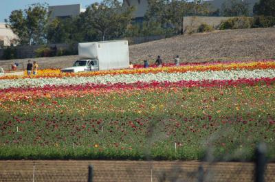 g3/26/634626/3/58103873.20060402CarlsbadFlowerFields016.jpg