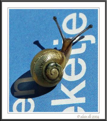 Slow Reader