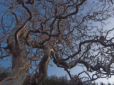 Hazel-tree