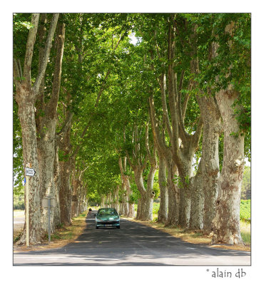 Chemin en face de l'abbaye de Valmagne
