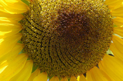DSC_0011a.jpg