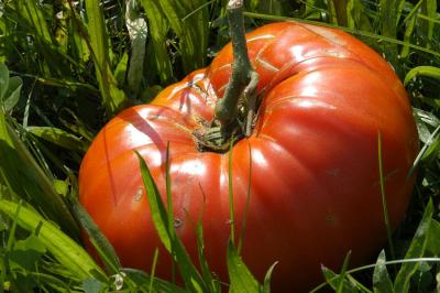 DSC_0049a.jpg