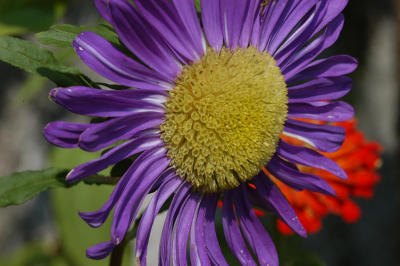 DSC_0084a.jpg