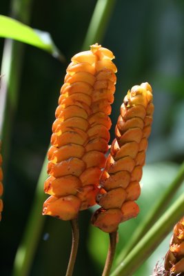 Rattlesnake tails