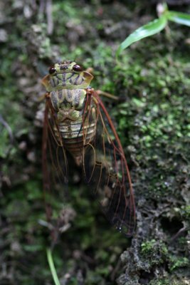 This cicada and all his buddies were screaming the whole time we were there